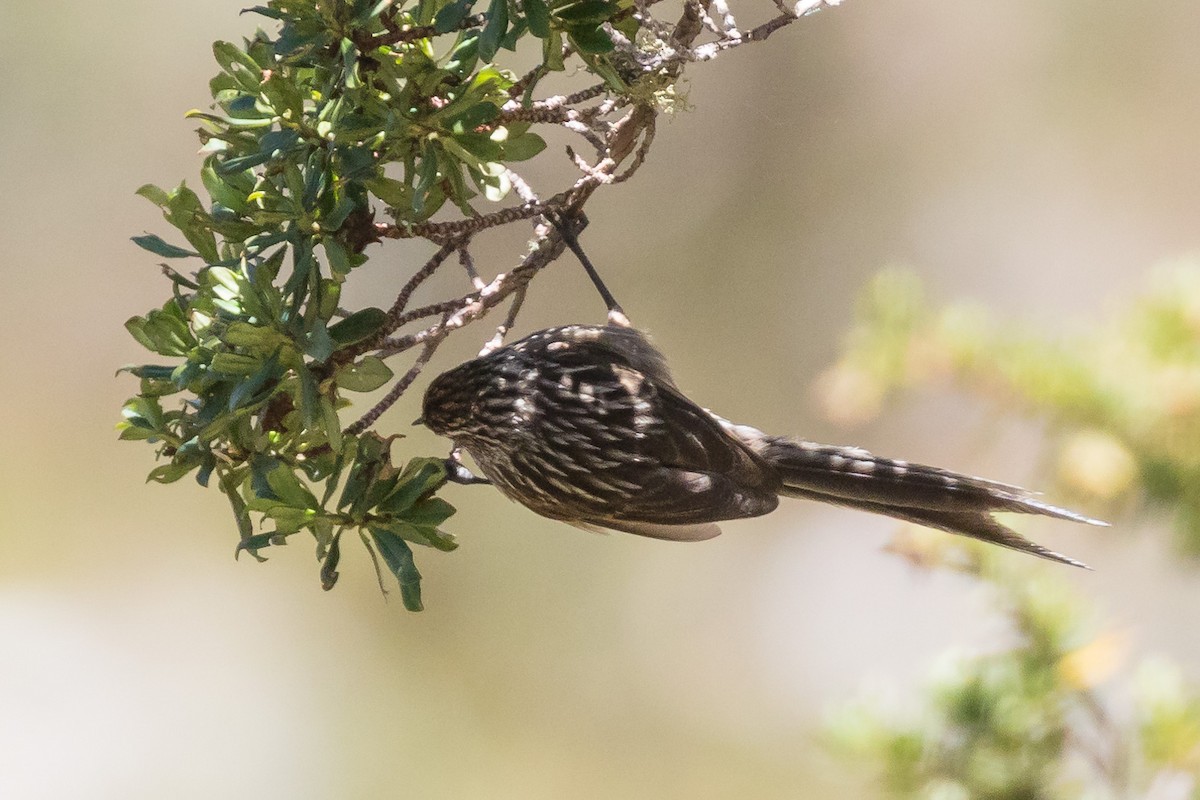 Andean Tit-Spinetail - ML81298701