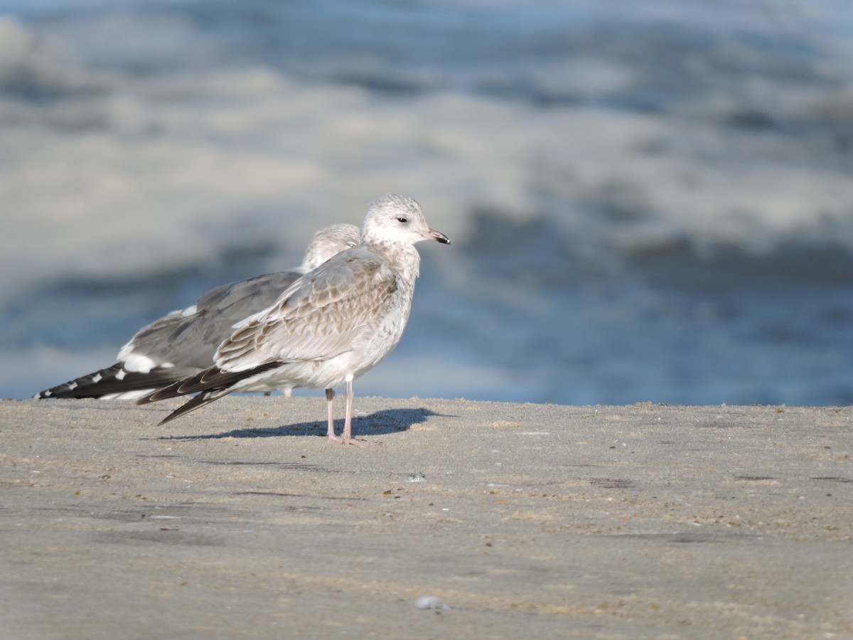 Common Gull - L M