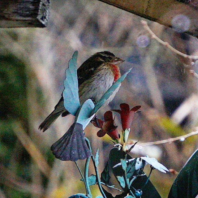 Rose-breasted Grosbeak - ML81300571