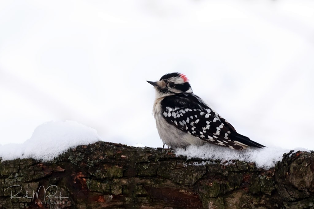 Downy Woodpecker - ML81301091