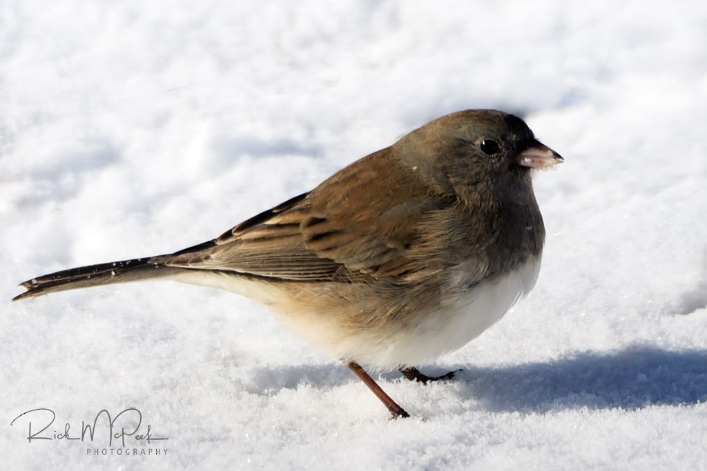 Dark-eyed Junco - ML81301181