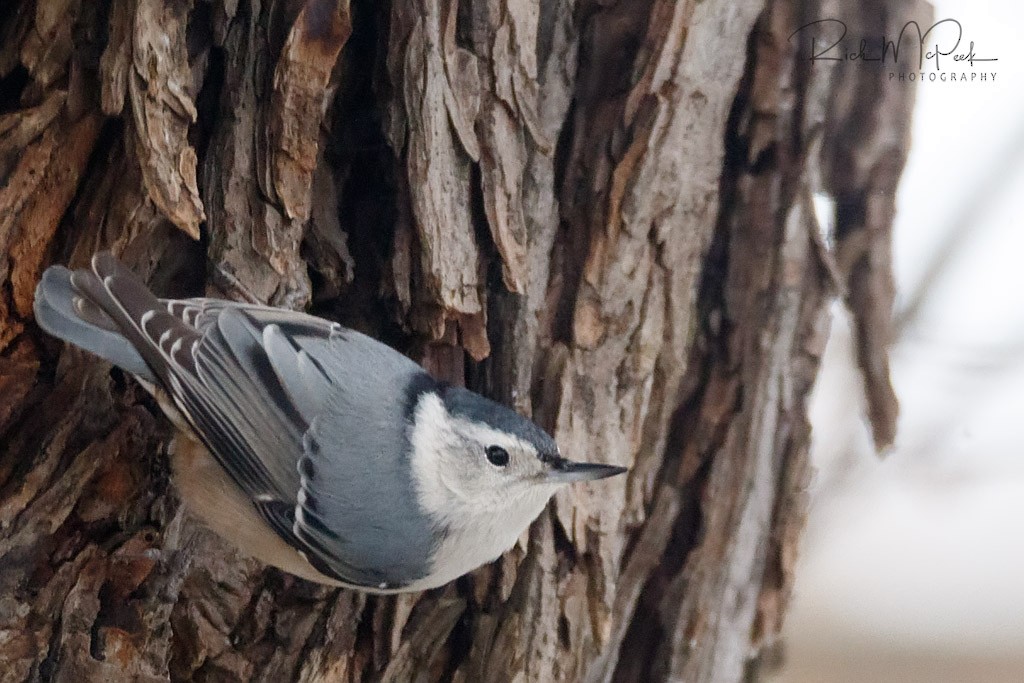 White-breasted Nuthatch - ML81301841