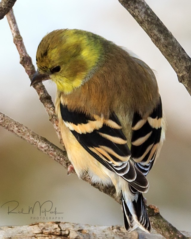 American Goldfinch - ML81302231