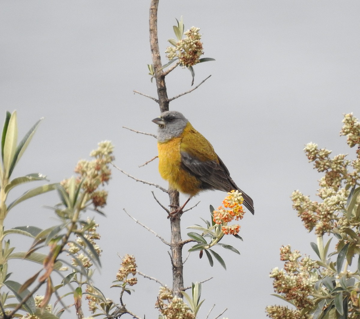 Peruvian Sierra Finch - Teresa Cohen