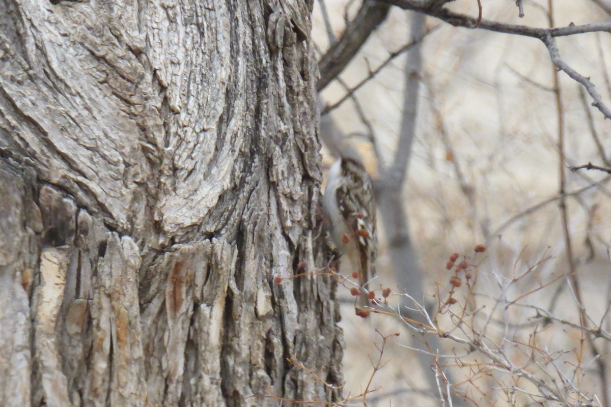 Brown Creeper - ML81303641