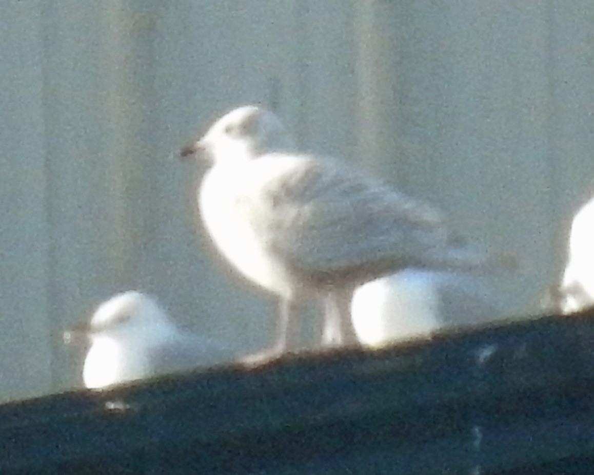 Iceland Gull - ML81304071