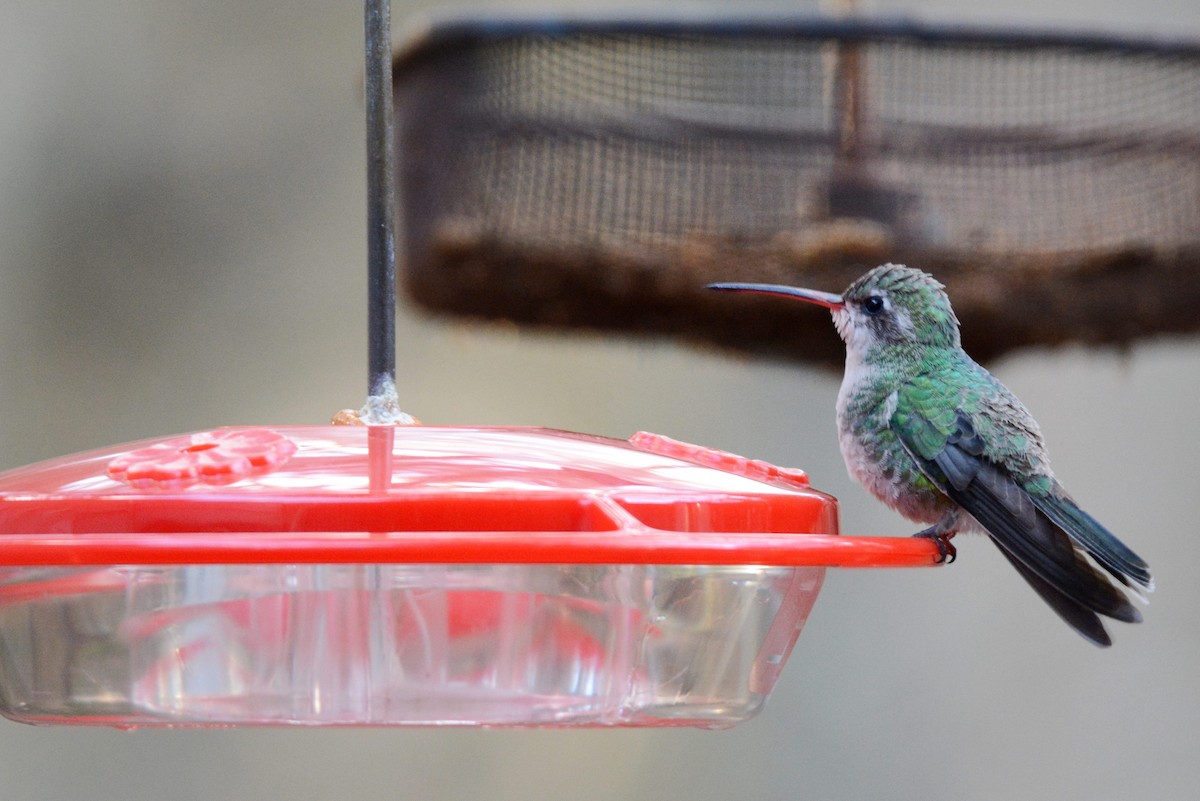 Colibrí Piquiancho Común - ML81304511