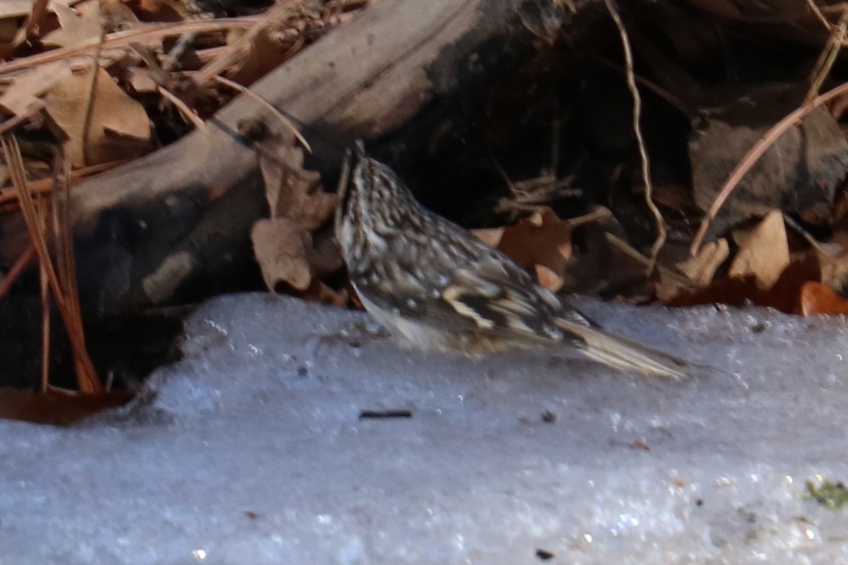 Brown Creeper - ML81305141