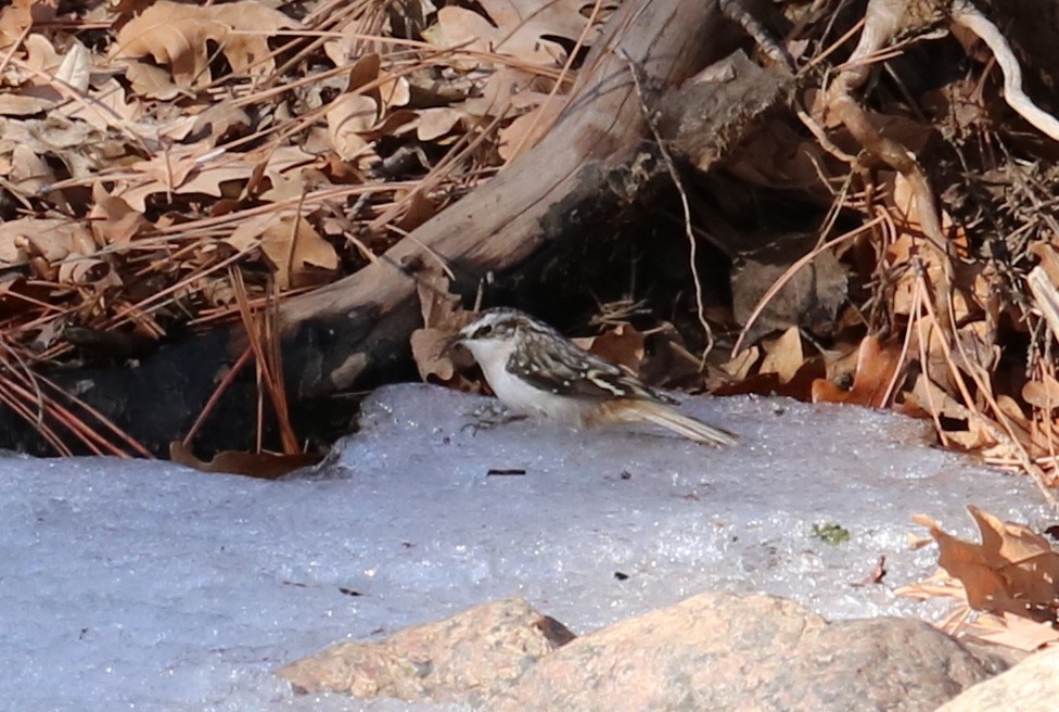 Brown Creeper - ML81305151
