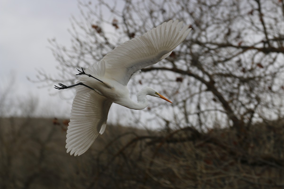 Great Egret - Pair of Wing-Nuts