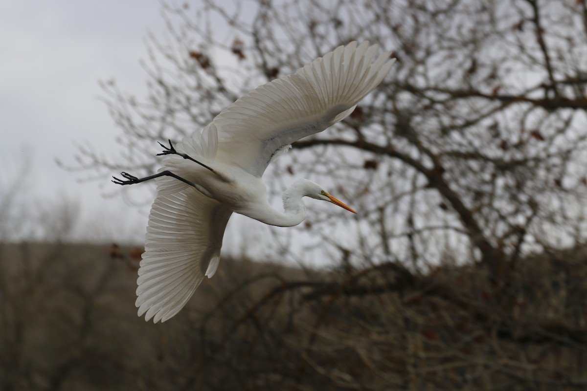 Great Egret - ML81307101