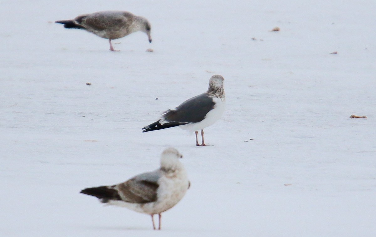 Larus sp. - ML81307481