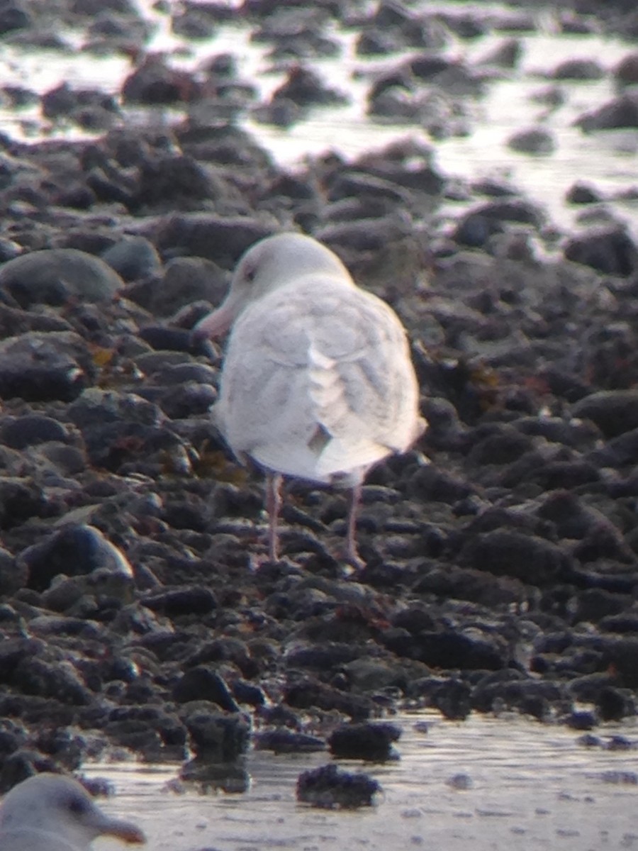 Glaucous Gull - ML81307721