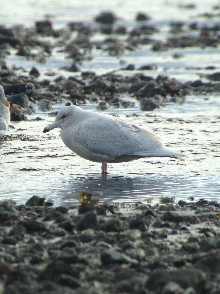 Glaucous Gull - ML81307791