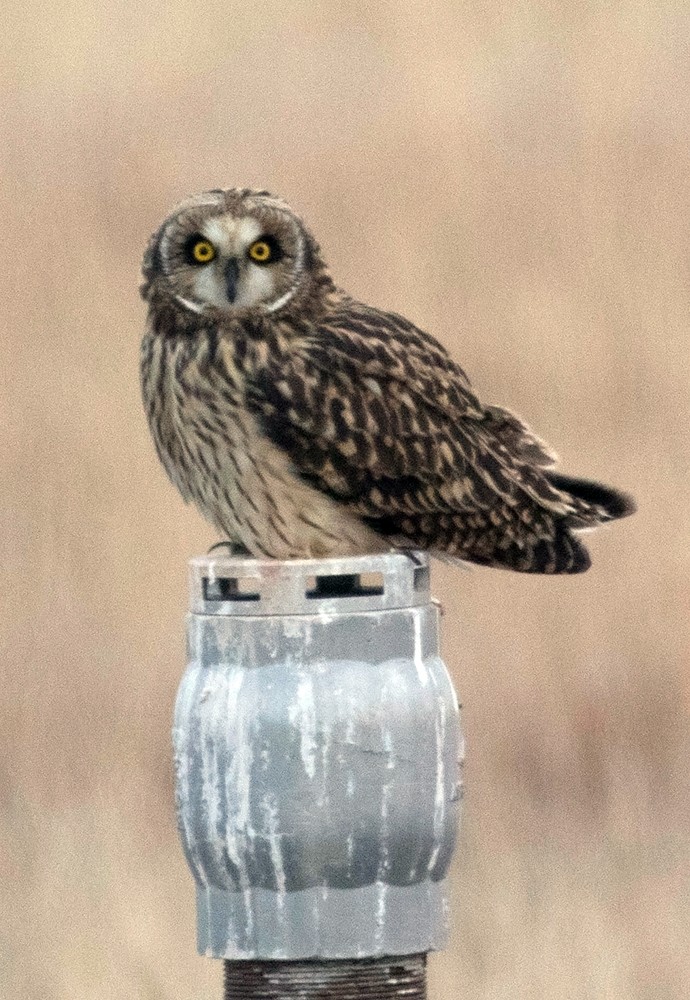 Short-eared Owl - Tony Leukering