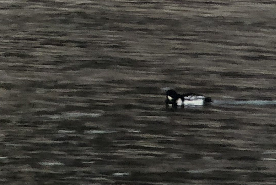 Barrow's Goldeneye - ML81309631