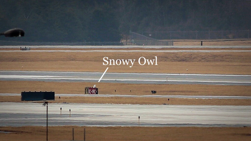 Snowy Owl - ML81310291