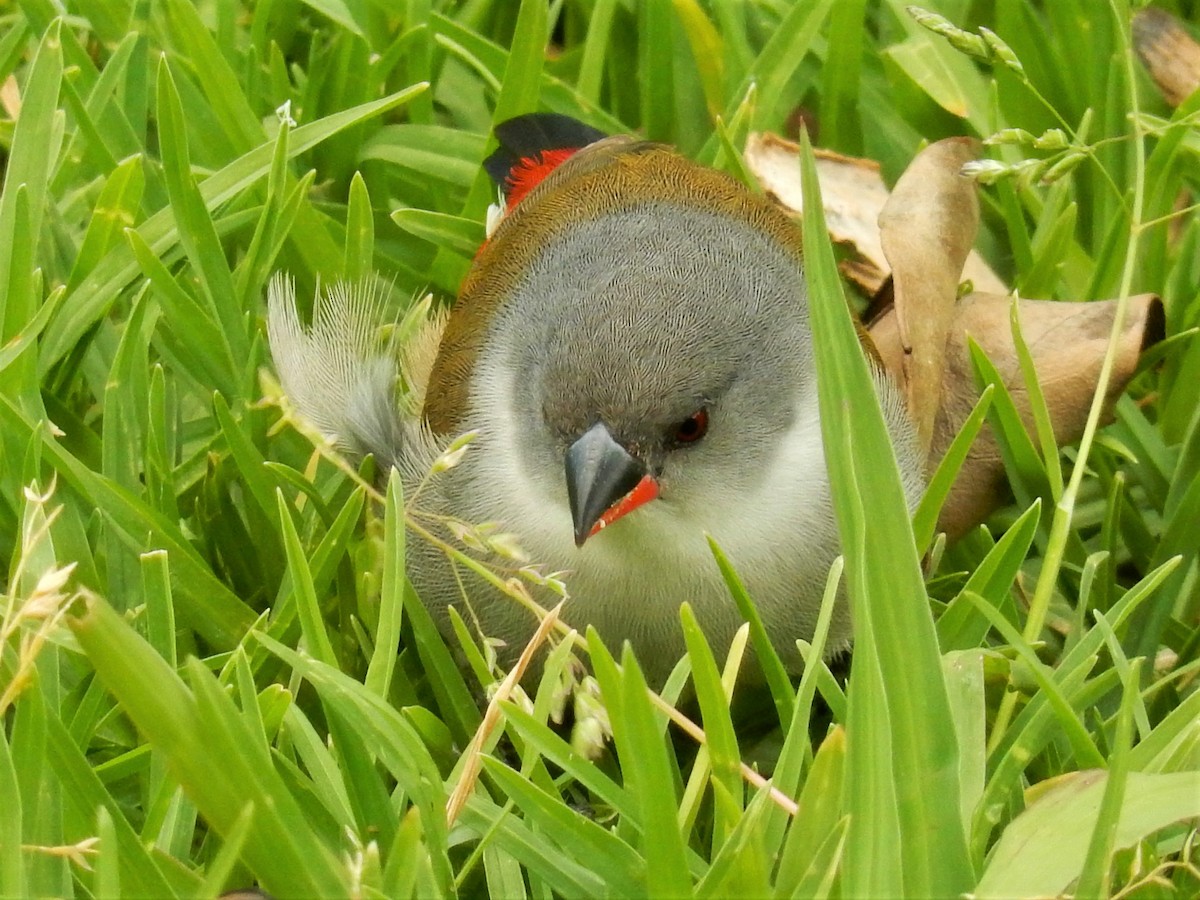 Swee Waxbill - Jennifer Rothe