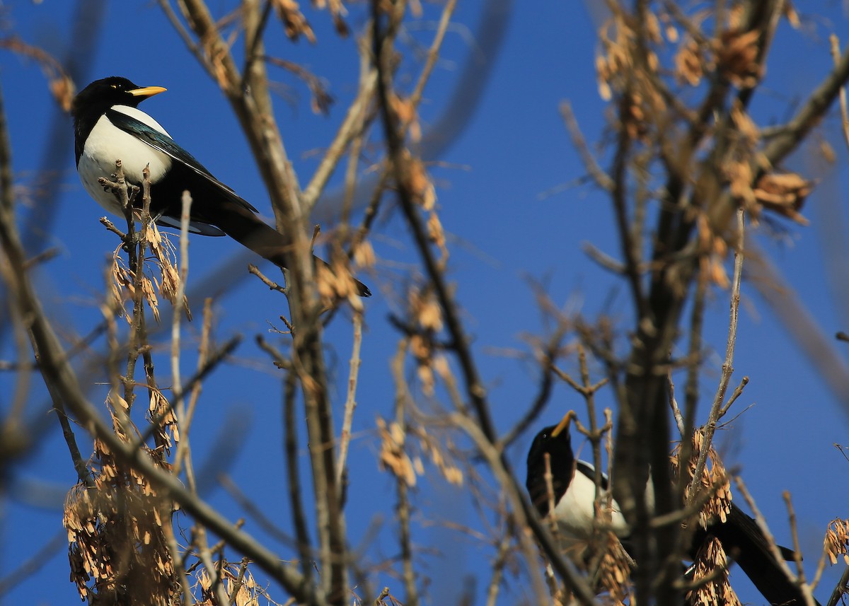 Yellow-billed Magpie - ML81311811
