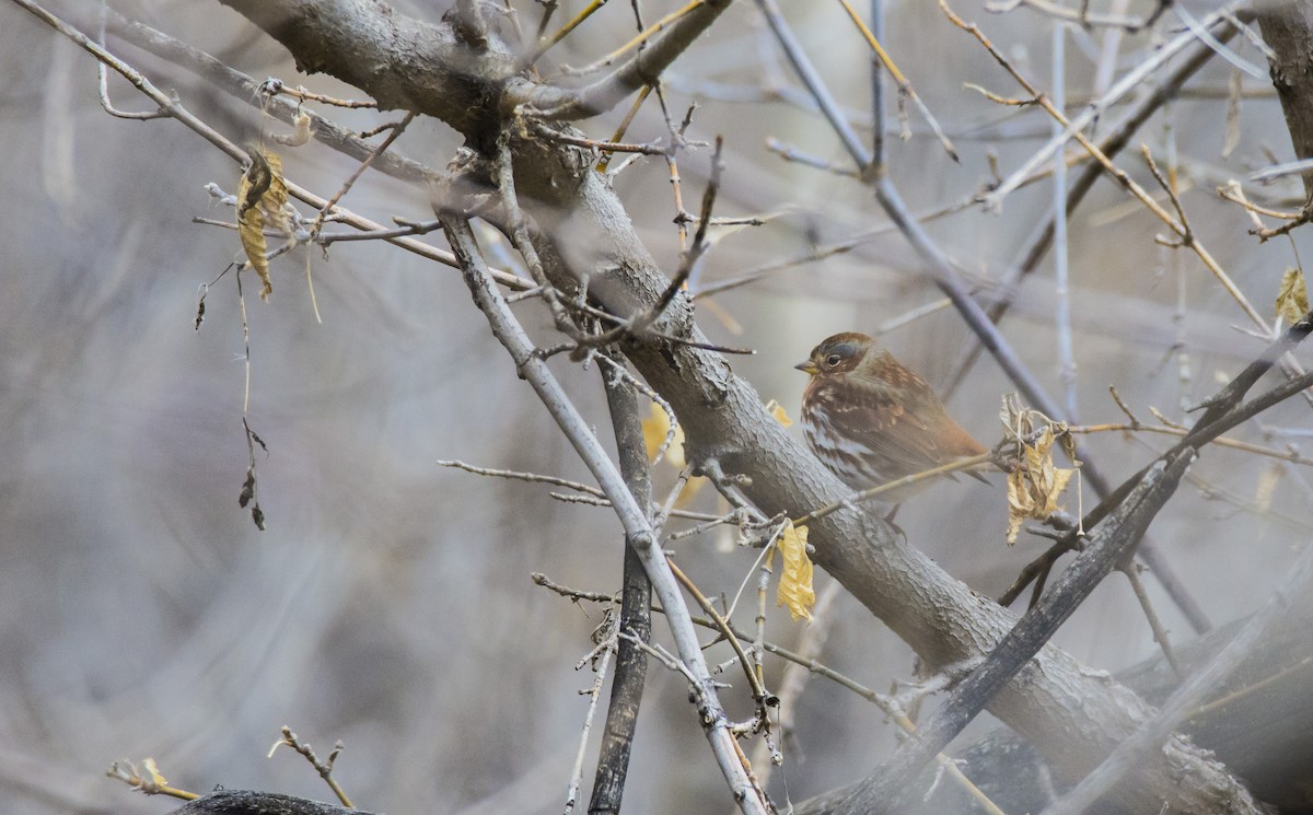 Fox Sparrow (Red) - ML81311821