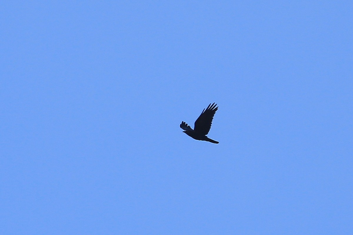Common Raven - ML81313001