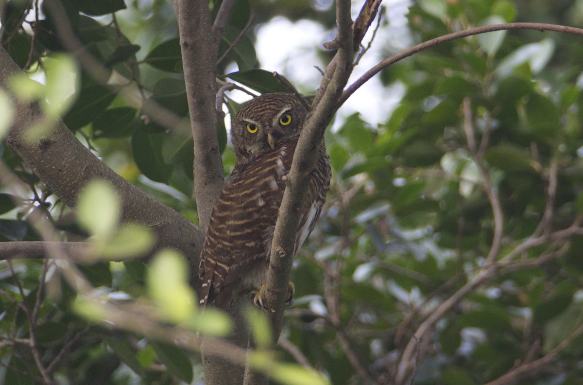 Asian Barred Owlet - ML81313131