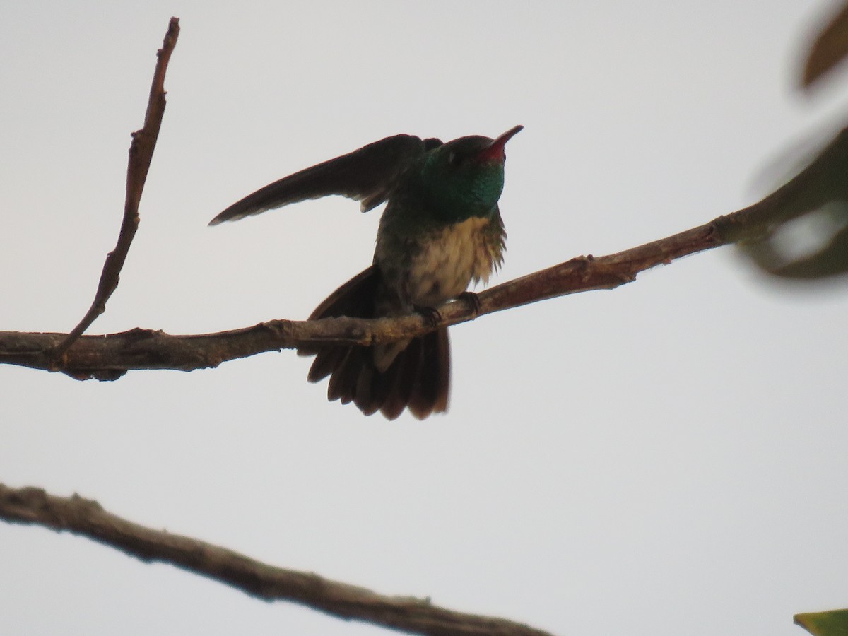 kolibřík zrcadlový - ML81316681