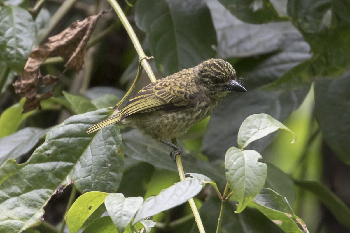 Speckled Tinkerbird - ML81316911