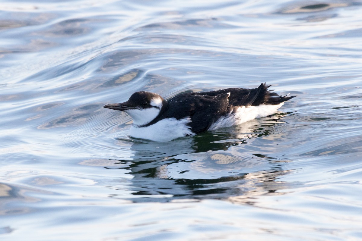 Common Murre - Steven McGrath