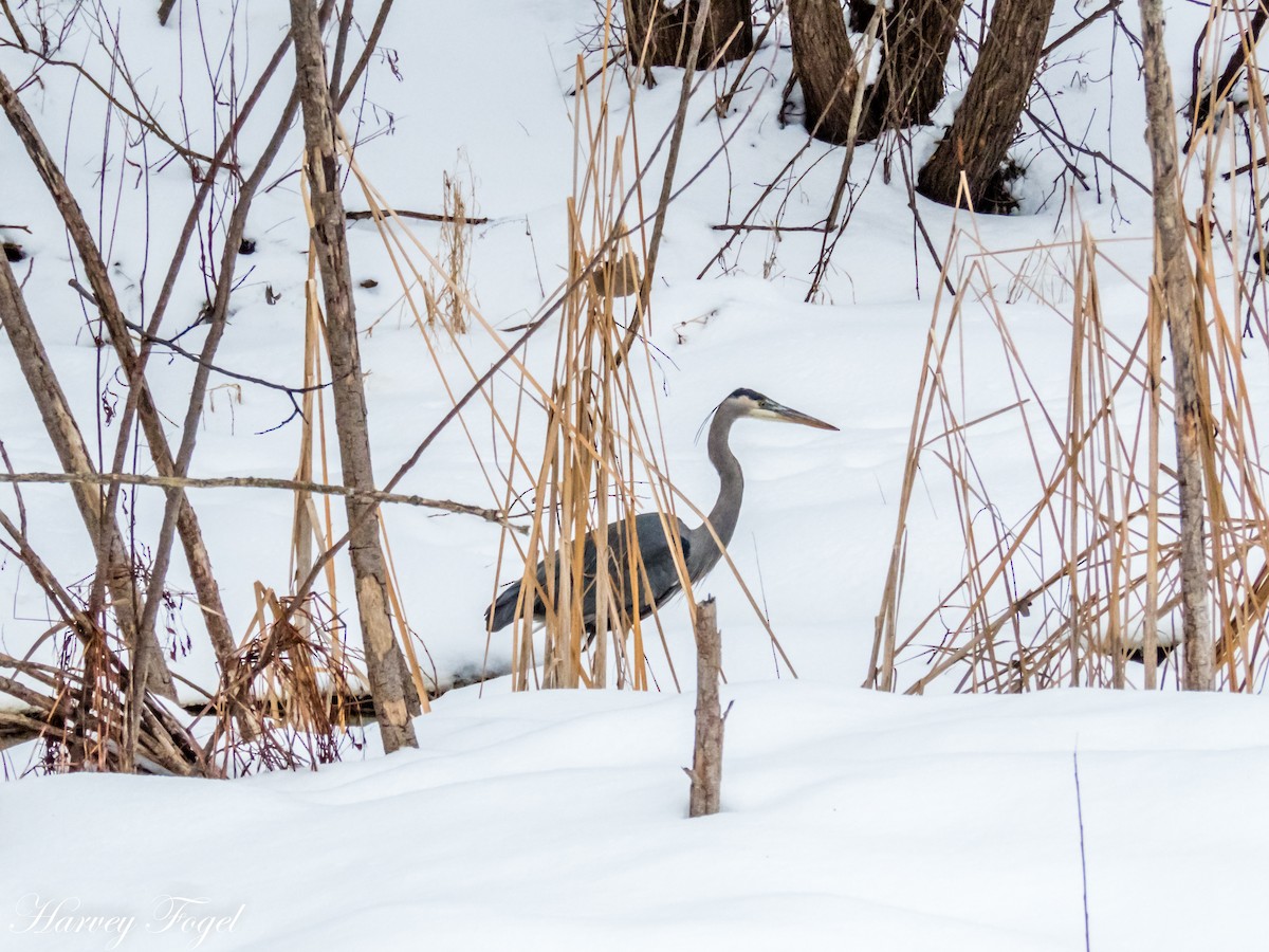 Great Blue Heron - ML81318551