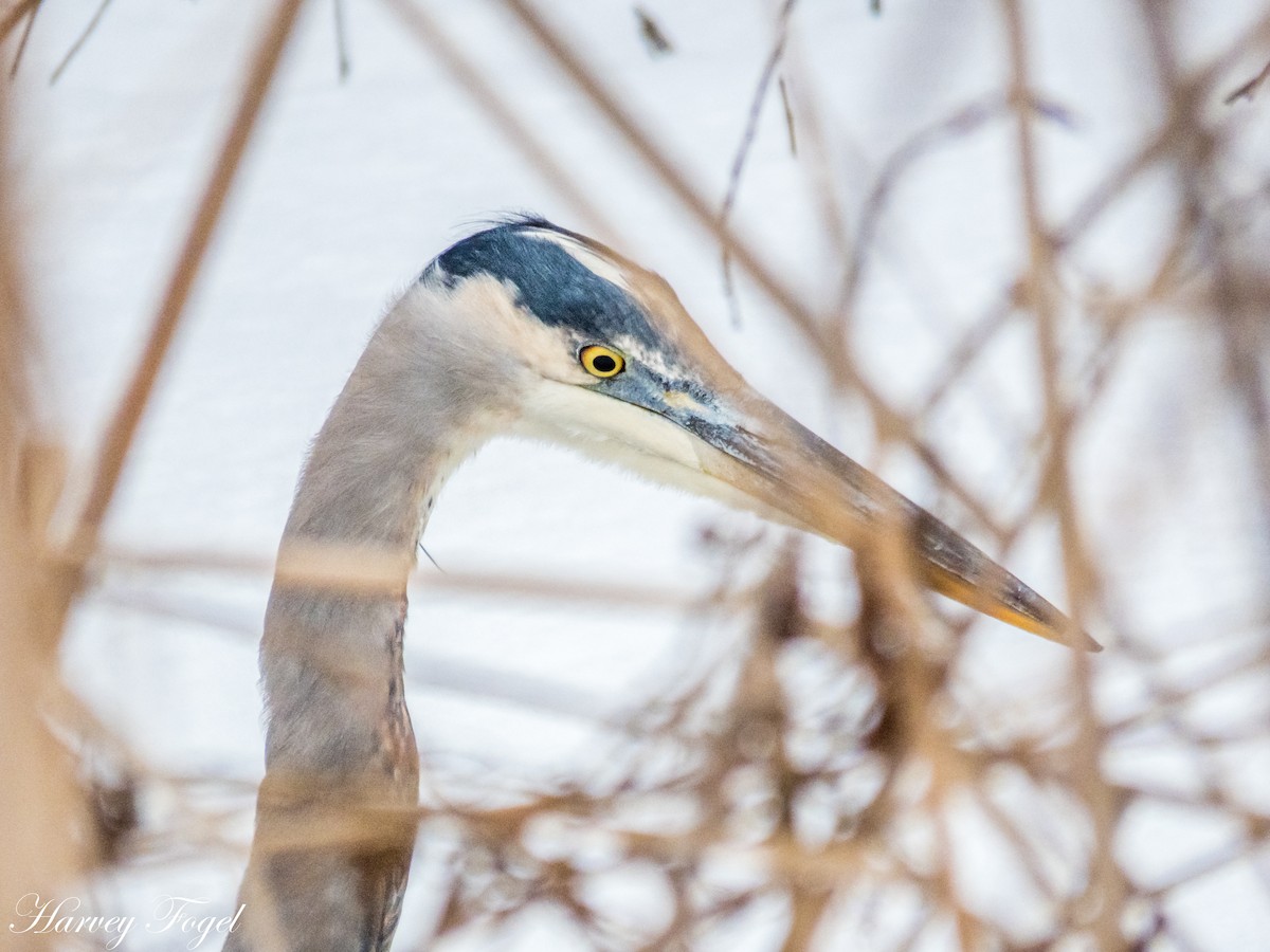 Great Blue Heron - ML81318561