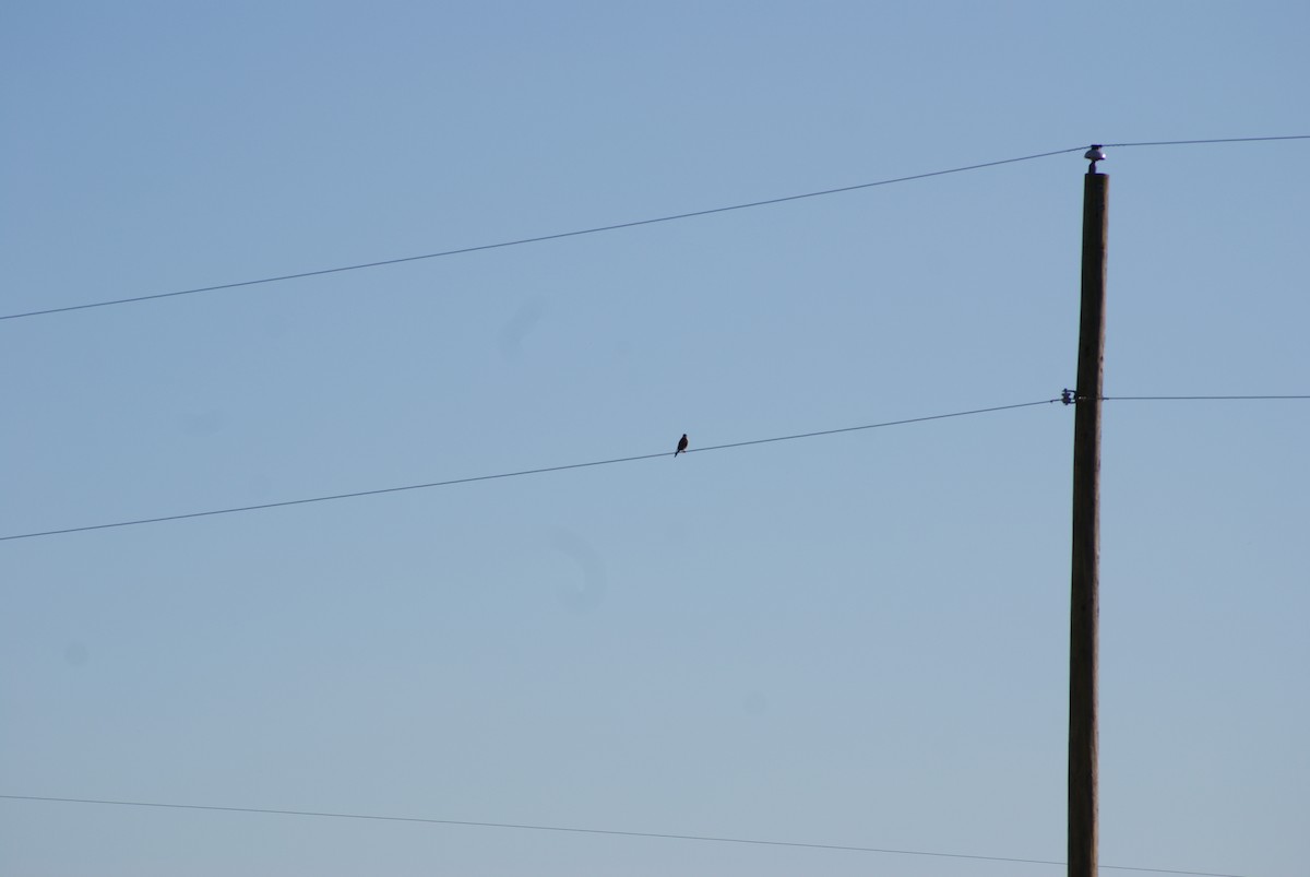American Kestrel - ML81319381