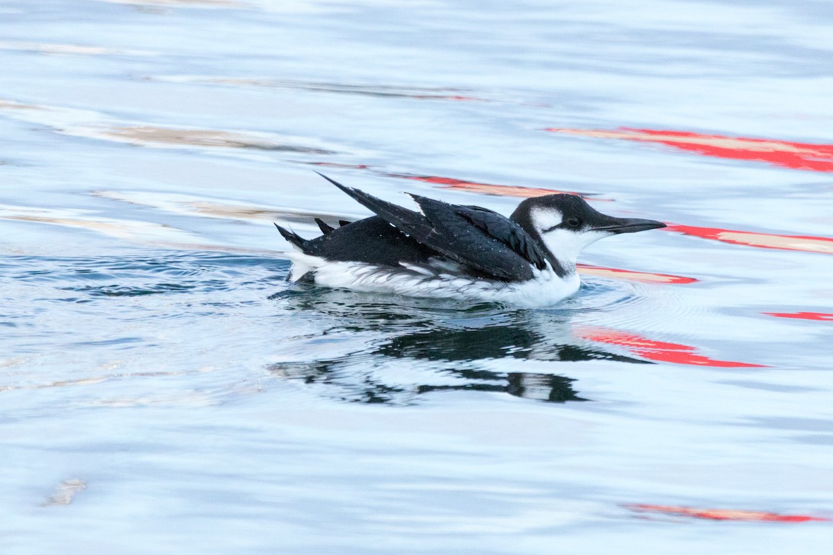 Common Murre - ML81319691