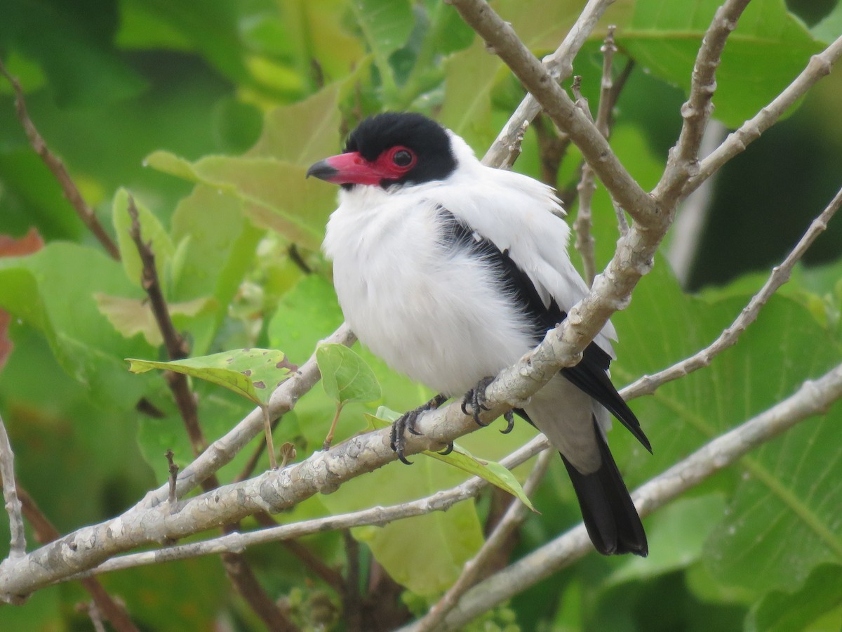 Black-tailed Tityra - Jose Martinez De Valdenebro