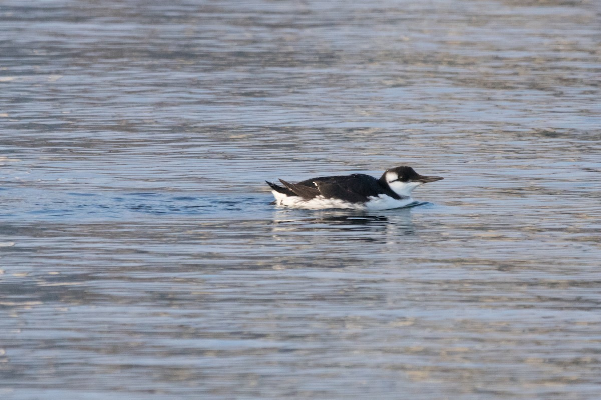 Common Murre - ML81321441