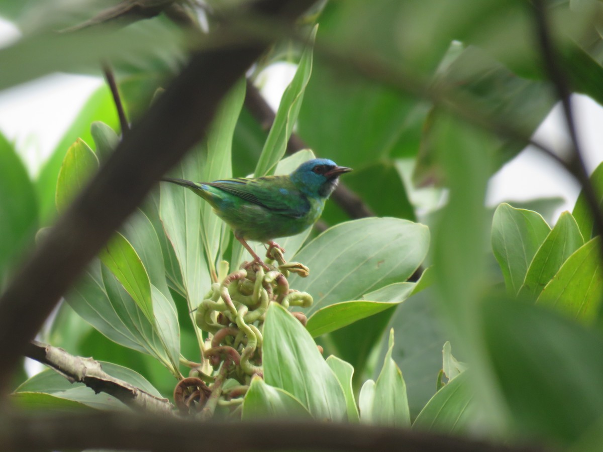 Blue Dacnis - Jose Martinez De Valdenebro