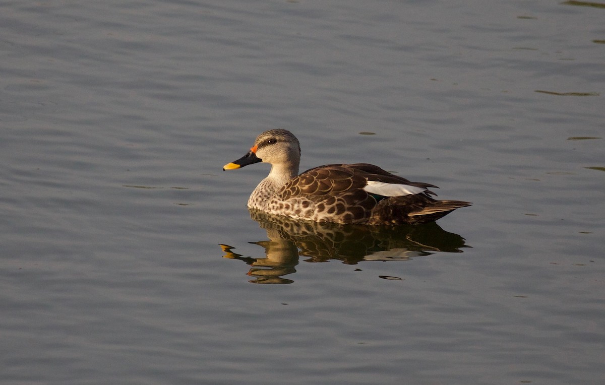 Indian Spot-billed Duck - ML81324101