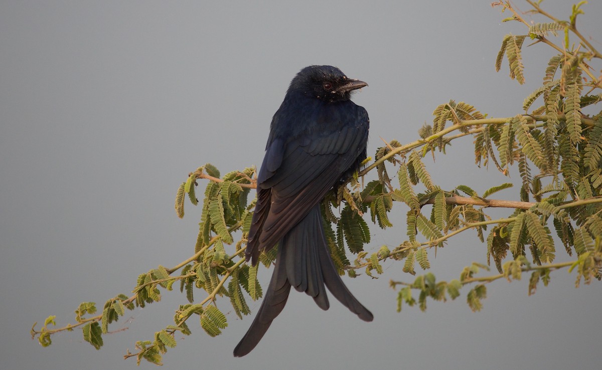 Black Drongo - ML81324271