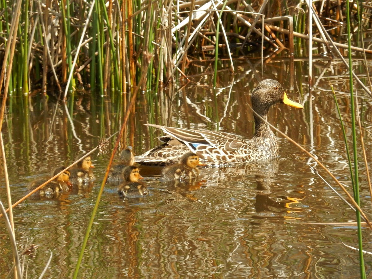 Yellow-billed Duck - ML81324281