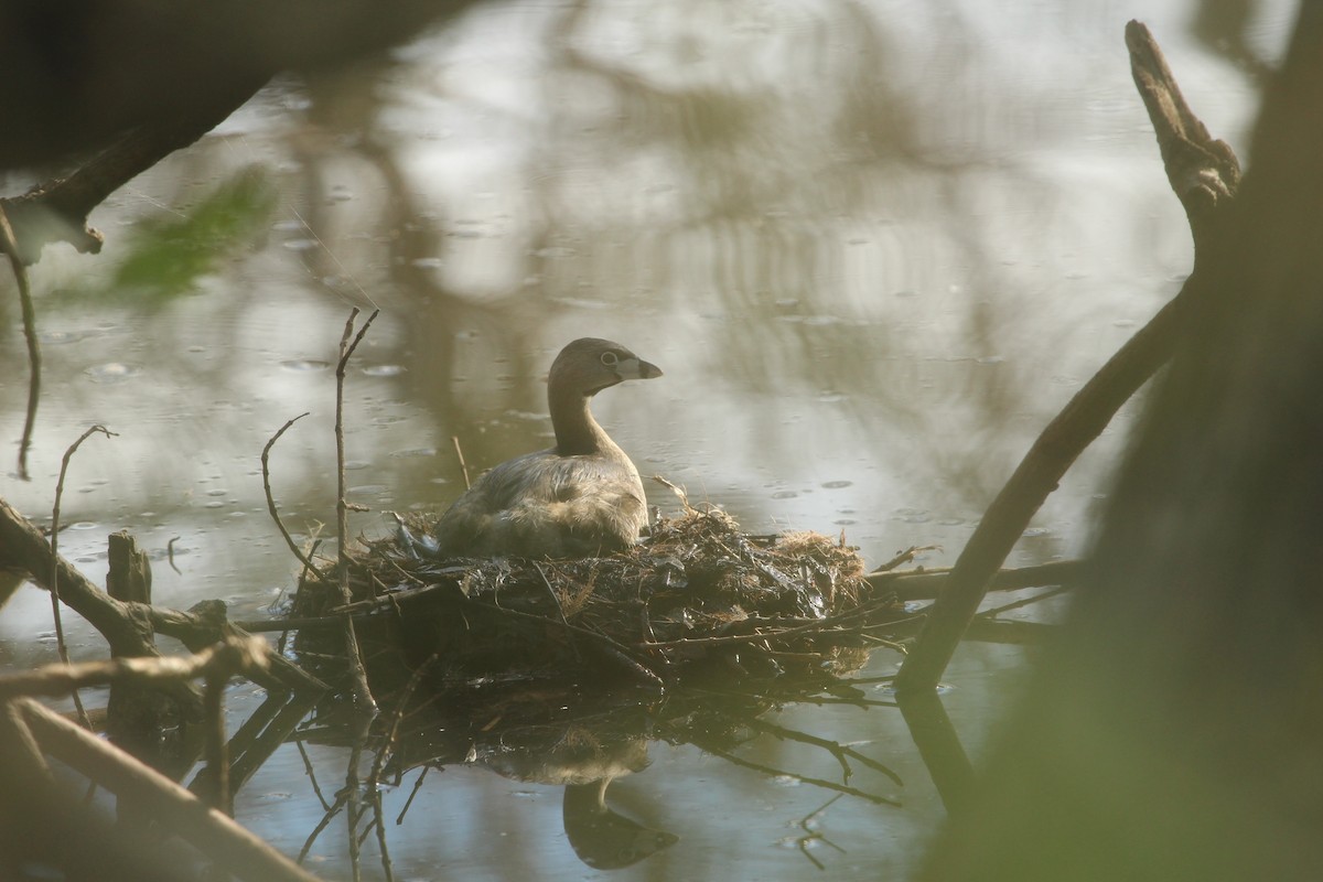 Pied-billed Grebe - ML81324671