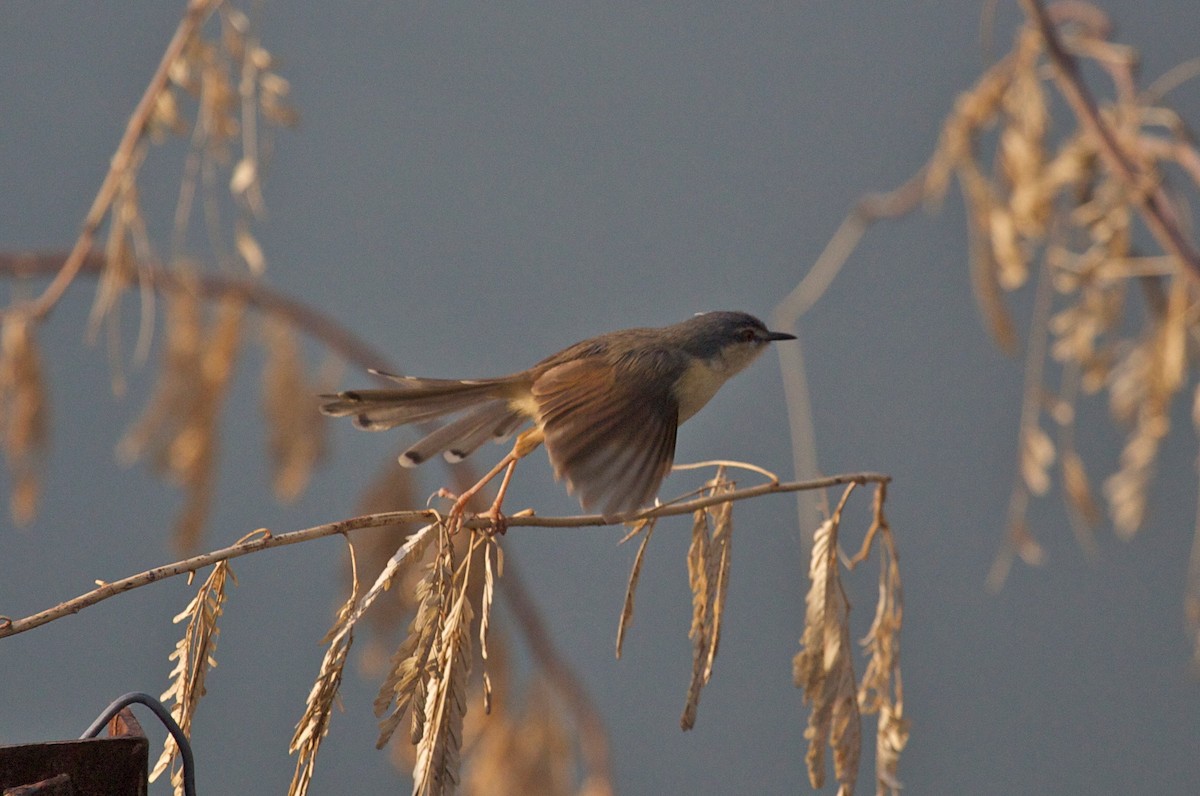 Prinia cendrée - ML81324681