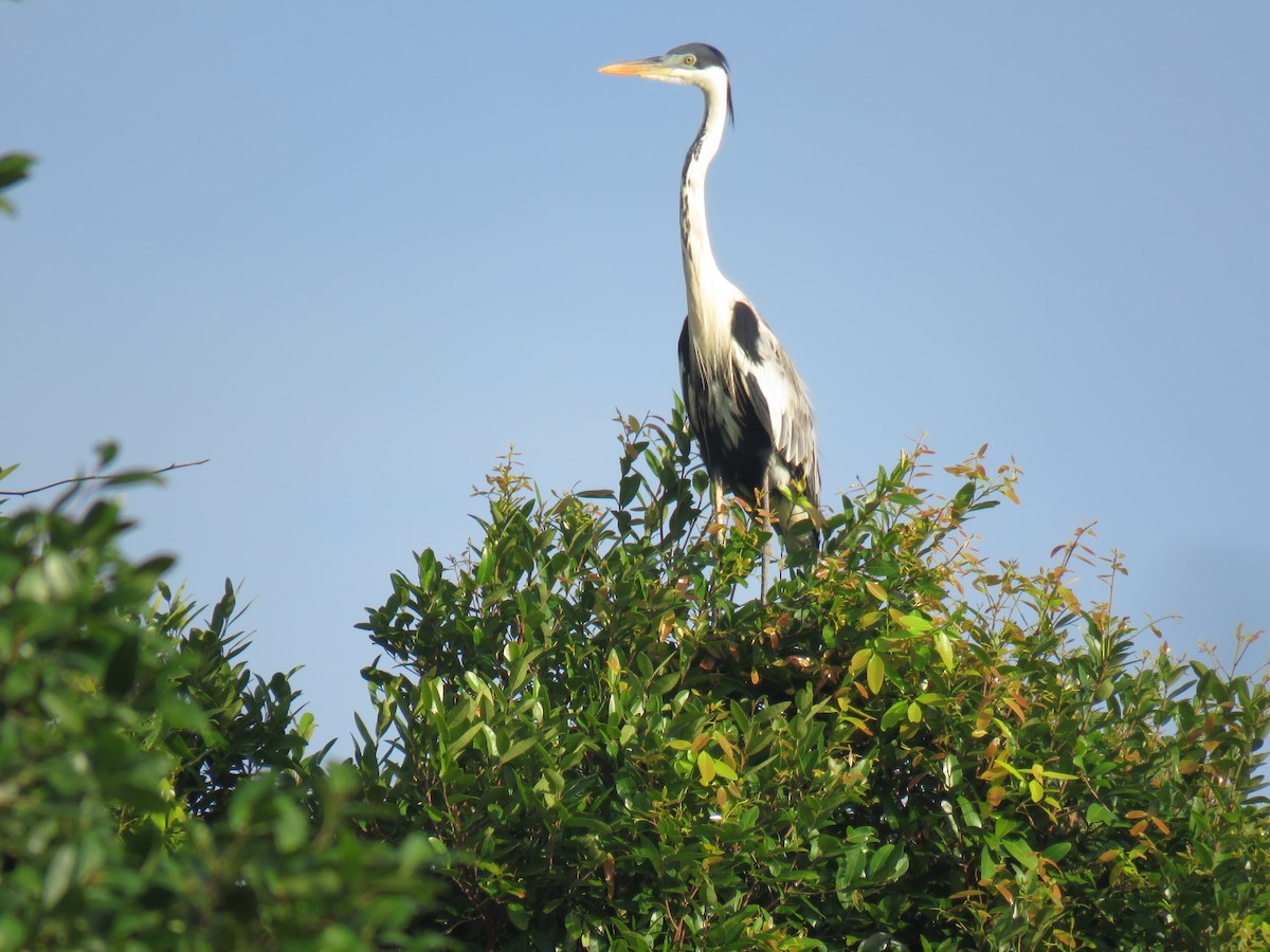 Cocoi Heron - Jose Martinez De Valdenebro