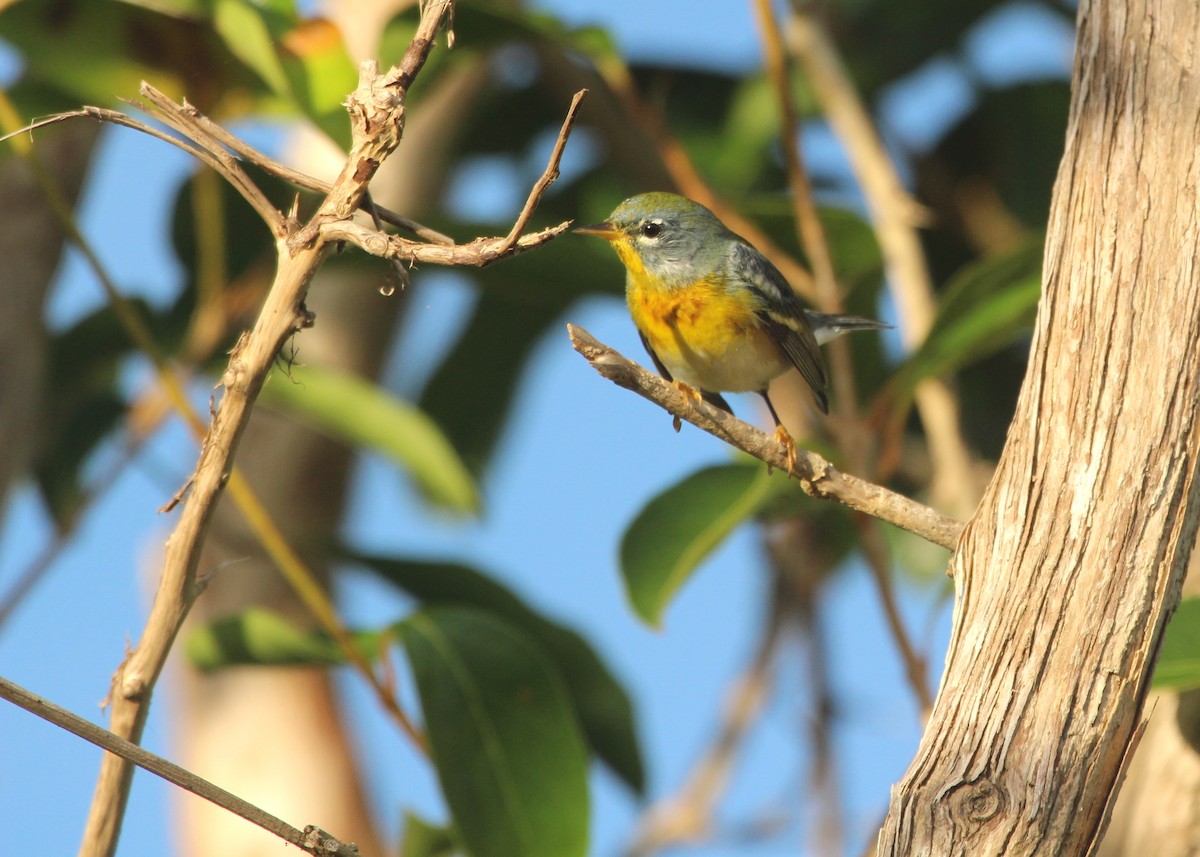 Northern Parula - ML81325841