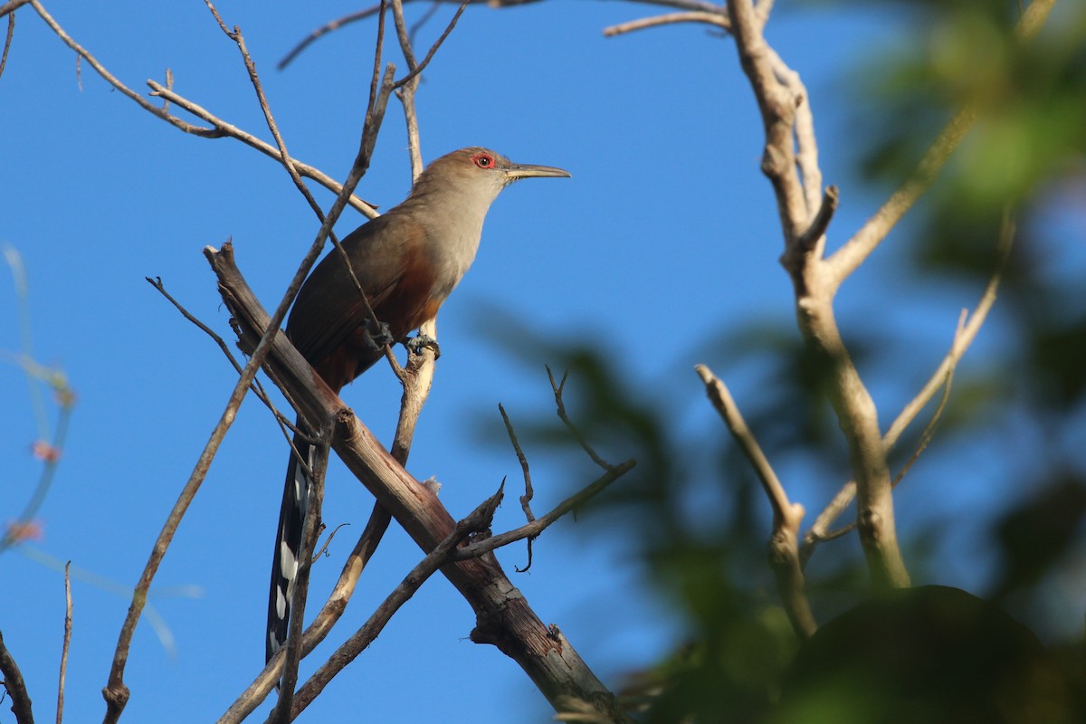 Puerto Rican Lizard-Cuckoo - Alcides L. Morales Pérez