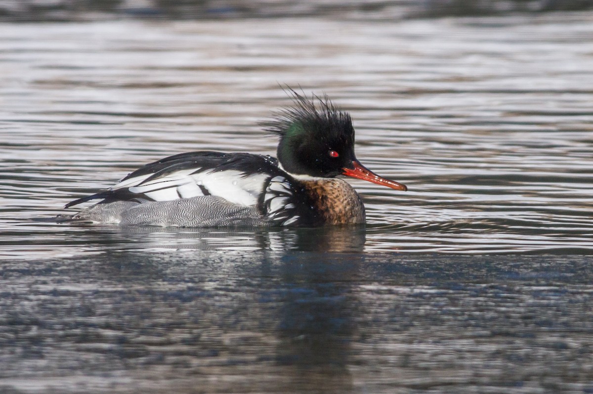 Red-breasted Merganser - ML81327311