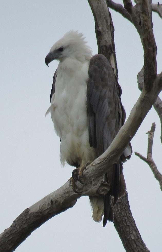 White-bellied Sea-Eagle - ML81327701