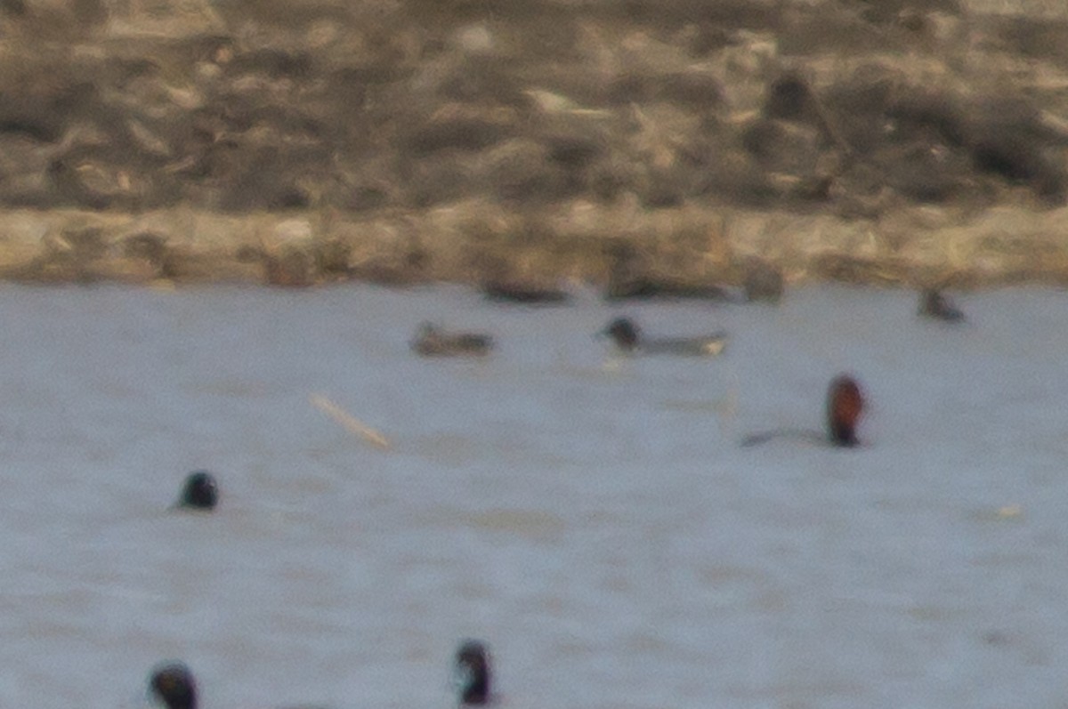 Green-winged Teal - Kyle Blaney