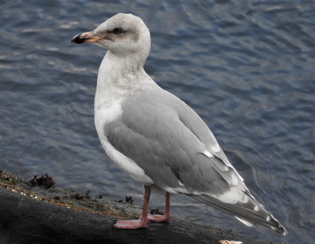 American Herring x Glaucous-winged Gull (hybrid) - ML81328681