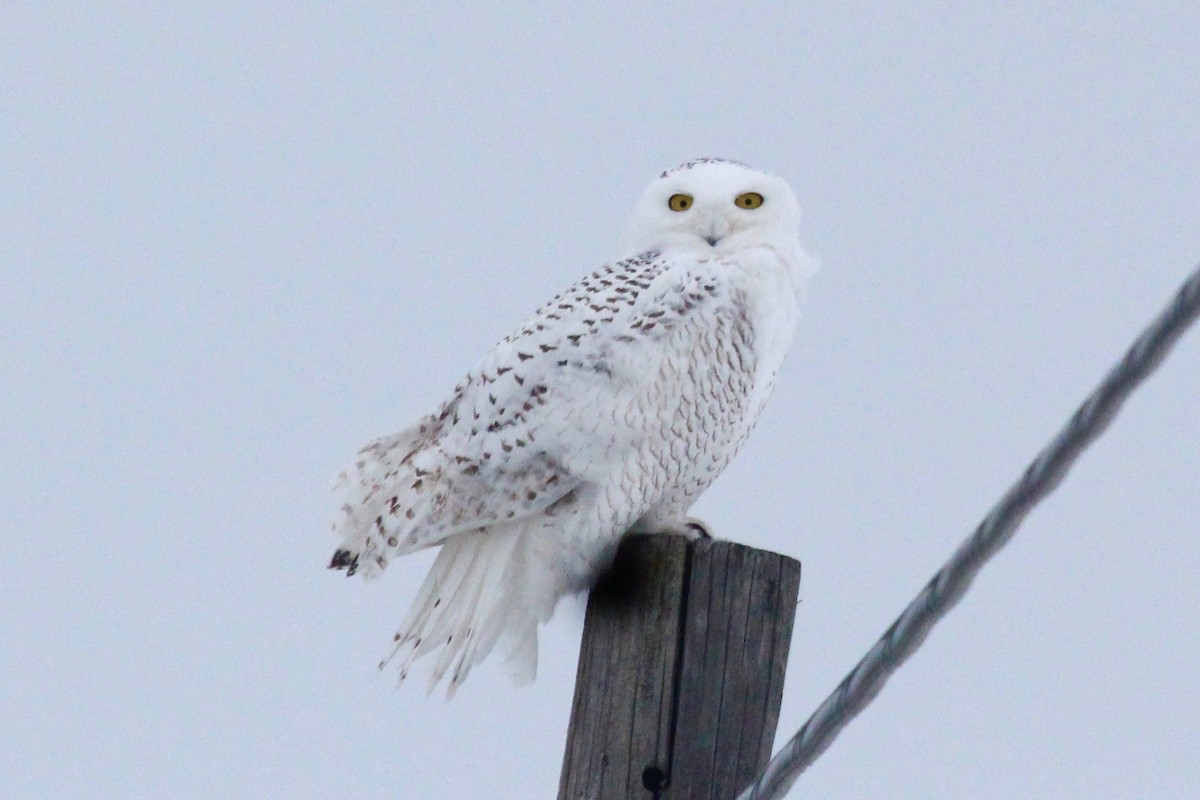Snowy Owl - ML81328881