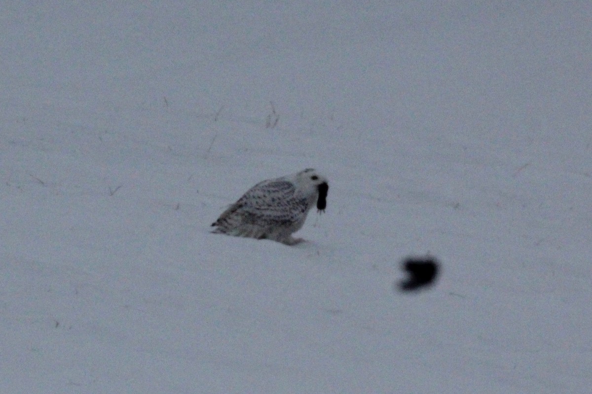 Snowy Owl - ML81328891